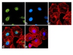 FOXA2 Antibody in Immunocytochemistry (ICC/IF)