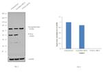 FOXA2 Antibody in Western Blot (WB)