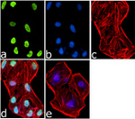 H2AK5ac Antibody in Immunocytochemistry (ICC/IF)