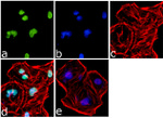 H3K4me2 Antibody in Immunocytochemistry (ICC/IF)