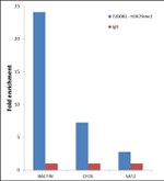 H3K79me1 Antibody