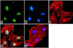 H4K16ac Antibody in Immunocytochemistry (ICC/IF)