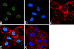 H4K20me2 Antibody in Immunocytochemistry (ICC/IF)