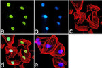 H3K9me1 Antibody in Immunocytochemistry (ICC/IF)