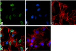 H3K9me2 Antibody in Immunocytochemistry (ICC/IF)