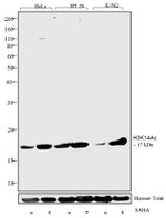 H3K14ac Antibody in Western Blot (WB)