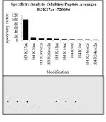 H3K27ac Antibody