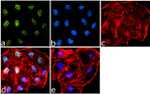 H3K27ac Antibody in Immunocytochemistry (ICC/IF)