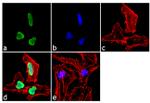 H3K27me2 Antibody in Immunocytochemistry (ICC/IF)