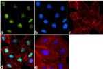 Phospho-Histone H4 (Ser1) Antibody in Immunocytochemistry (ICC/IF)