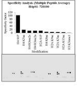 Phospho-Histone H4 (Ser1) Antibody