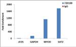 Phospho-Histone H4 (Ser1) Antibody in ChIP Assay (ChIP)