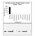 H4K8ac Antibody in Peptide array (ARRAY)