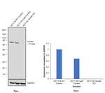 Kindlin Antibody in Western Blot (WB)