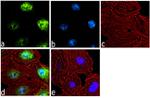 HRX Antibody in Immunocytochemistry (ICC/IF)