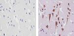 TIP60 Antibody in Immunohistochemistry (Paraffin) (IHC (P))