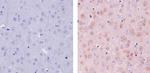 TIP60 Antibody in Immunohistochemistry (Paraffin) (IHC (P))