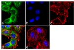 PRMT1 Antibody in Immunocytochemistry (ICC/IF)