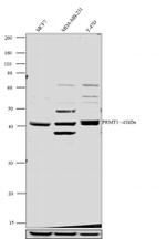 PRMT1 Antibody in Western Blot (WB)