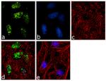 H2AK119ub Antibody in Immunocytochemistry (ICC/IF)