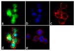 FOXO4 Antibody in Immunocytochemistry (ICC/IF)