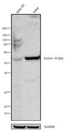 FOXO4 Antibody in Western Blot (WB)