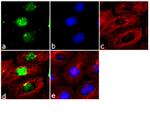 SOX15 Antibody in Immunocytochemistry (ICC/IF)