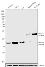 SOX15 Antibody in Western Blot (WB)