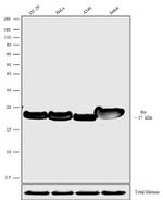 Histone H4 Antibody in Western Blot (WB)