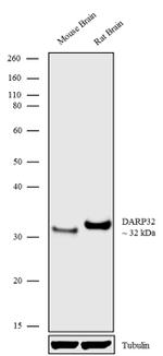 DARPP-32 Antibody in Western Blot (WB)