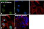 DARPP-32 Antibody in Immunocytochemistry (ICC/IF)