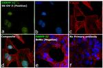 DARPP-32 Antibody