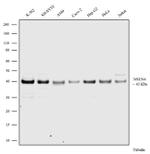 NSUN4 Antibody in Western Blot (WB)