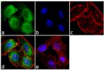 Gephyrin Antibody in Immunocytochemistry (ICC/IF)