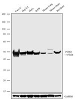 FOXJ1 Antibody in Western Blot (WB)