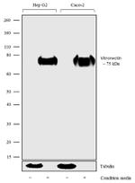 Vitronectin Antibody in Western Blot (WB)