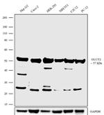 GLUT2 Antibody in Western Blot (WB)