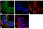 HTR2B Antibody in Immunocytochemistry (ICC/IF)