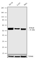 HTR2B Antibody in Western Blot (WB)