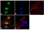 Tex10 Antibody in Immunocytochemistry (ICC/IF)