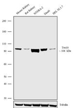 Tex10 Antibody in Western Blot (WB)