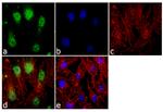 Hex Antibody in Immunocytochemistry (ICC/IF)