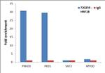 TCF2 Antibody in ChIP Assay (ChIP)