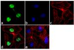 TCF2 Antibody in Immunocytochemistry (ICC/IF)