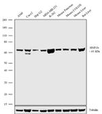 TCF2 Antibody in Western Blot (WB)