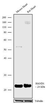 HAND1 Antibody in Western Blot (WB)