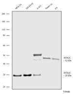 HTR2C Antibody in Western Blot (WB)