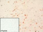 mGluR2 Antibody in Immunohistochemistry (IHC)