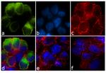 GPR68 Antibody in Immunocytochemistry (ICC/IF)