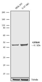 GPR68 Antibody in Western Blot (WB)